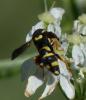 70733 – Photo : Jean-Jacques PORTENEUVE – France (43)