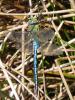 70548 – Photo : Noushka – France (31)