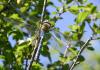 70462 – Photo : Noushka – France (31)