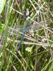 70650 – Photo : Noushka – France (31)