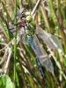 70653 – Photo : Noushka – France (31)