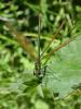 70655 – Photo : Noushka – France (31)