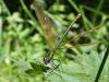 70656 – Photo : Noushka – France (31)