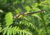 70467 – Photo : Noushka – France (31)