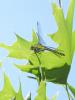 70466 – Photo : Noushka – France (31)