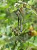 70475 – Photo : Noushka – France (31)