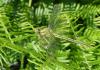 70460 – Photo : Noushka – France (31)