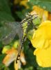 70763 – Photo : Noushka – France (31)