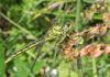 70928 – Photo : Noushka – France (31)