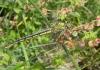 70929 – Photo : Noushka – France (31)