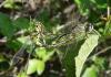 70546 – Photo : Noushka – France (31)