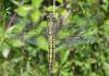 70471 – Photo : Noushka – France (31)