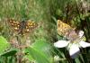 70926 – Photo : Martine Giban – France (36)