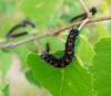 70812 – Photo : Martine Giban – France (36)