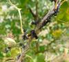 70813 – Photo : Martine Giban – France (36)