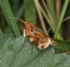 70965 – Photo : Pelouard – France (72)