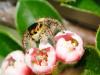 70711 – Photo : CUCHET Gerard – France (38)