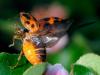 70648 – Photo : CUCHET Gerard – France (38)