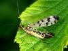 70038 – Photo : CUCHET Gerard – France (38)
