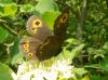 70078 – Photo : Régis Henry – France (57)