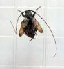 Leiopus femoratus