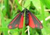 70333 – Photo : Louis Weitten – France (57)