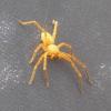 Olios argelasius