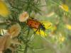 70698 – Photo : Lucanuscervus – France (33)