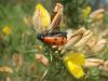 70700 – Photo : Lucanuscervus – France (33)