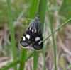 70040 – Photo : Savi – France (34)