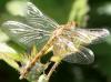 70740 – Photo : David Guedon – France (76)