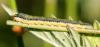 70934 – Photo : David Guedon – France (76)