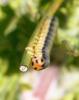 70935 – Photo : David Guedon – France (76)