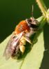 70526 – Photo : David Guedon – France (76)