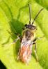 70783 – Photo : David Guedon – France (76)