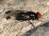 70538 – Photo : David Guedon – France (76)