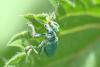 70577 – Photo : Patrice Deramaix – Belgique