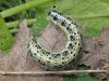 70251 – Photo : Pascal Pertuzon – France (42)