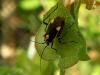 70364 – Photo : Jean DEXHEIMER – France (40)
