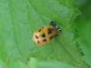 70932 – Photo : Sandrine Drouillard – France (60)