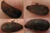Scaeva selenitica