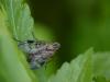70773 – Photo : camlepinay – France (61)