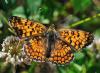 70581 – Photo : Robert Henno – France (84)