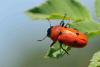 70705 – Photo : Robert Henno – France (84)
