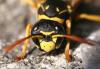 70409 – Photo : Jean-Claude Jossevel – Suisse