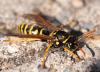 70410 – Photo : Jean-Claude Jossevel – Suisse