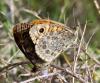 70168 – Photo : Vincent VALLI – France (84)