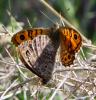 70169 – Photo : Vincent VALLI – France (84)