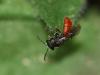70012 – Photo : Sylvain Houpert – France (77)