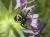 70437 – Photo : Pascal Pertuzon – France (42)